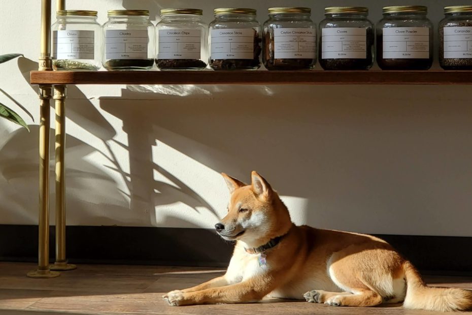 Maya, a female Shiba Inu, lying on the floor in the sun, whicn is coming in from the left side of the photo. Behind her is a shelf with glass jars full of spices.