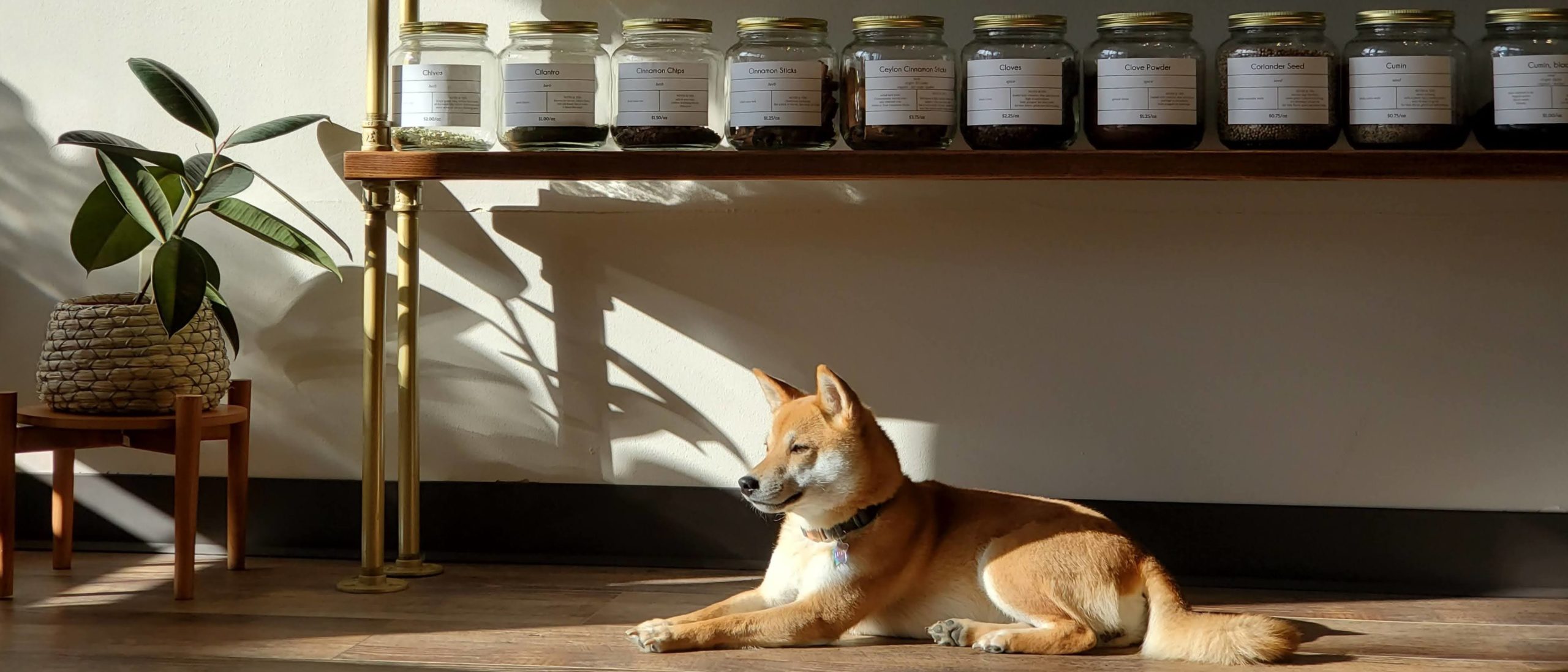 Maya, a female Shiba Inu, lying on the floor in the sun, whicn is coming in from the left side of the photo. Behind her is a shelf with glass jars full of spices.